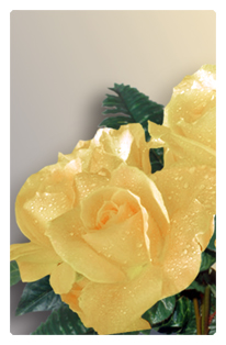 DF35T 069  Bouquet Of Roses Yellow